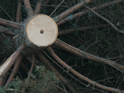 It grew for 20 years so it could be cut down and put on display for two months.