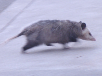 You sholy is de sweetes` t`ing walkin` on dis blessed earf. Possum is de sweetes` meat. PAUL LAURENCE DUNBAR