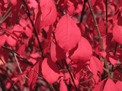 `[Autumn] decks herself in garments bold, of scarlet, purple, red, and gold. PAUL LAURENCE DUNBAR