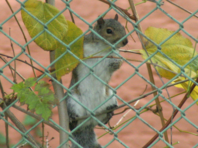 Squirrels have sophisticated spatial memory allowing them to bury and relocate food in thousands of caches.