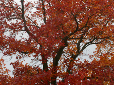 Accustomed to photographing leaves one at a time, I had to force myself to take this picture.