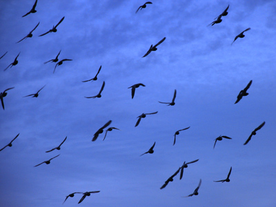 Looking for a place to roost for the night.