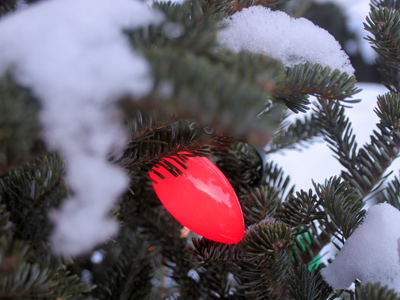 O Christmas tree, o Christmas tree, how lovely are thy branches.