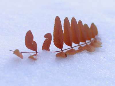 When light strikes snow the red photons are filtered out, leaving the violet photons to give the snow a blue tint.