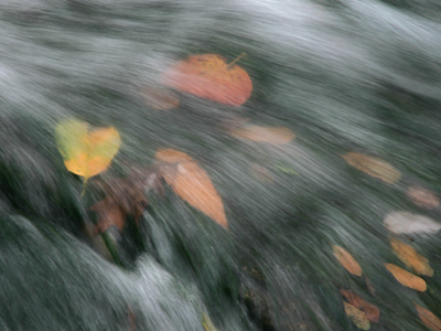 Fallen leaves under a rushing stream.