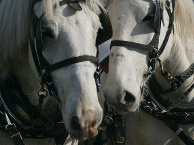 `Let`s rub noses like the Eskimoses.`