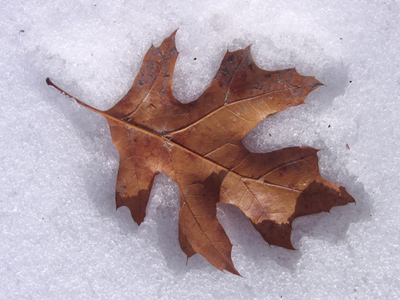 Here`s one that lost the battle against the wind.