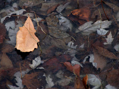 One leaf above the ice, the rest below.