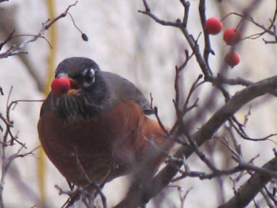 I told you on November 28 that the birds would start eating these once winter came.  Today is the first day of winter.