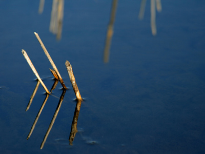 Reed anything interesting lately?