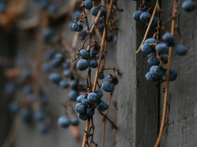 A bird would have to be pretty hungry to eat these.