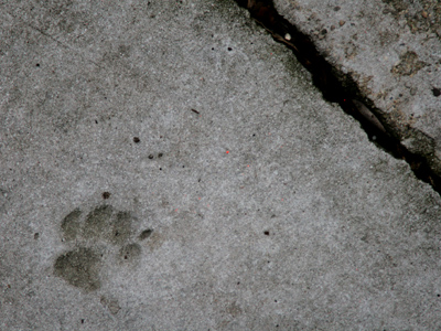 Traces of prehistoric cats.