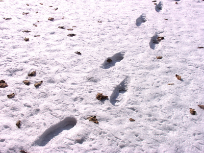Ice skating is probably not a good idea.
