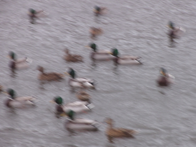 If a woman have long hair, it is a glory to her. I CORINTHIANS 11:15a