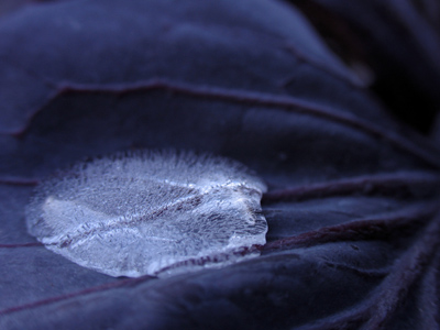 Around the frozen swamp there were frequent loud POPs as the ice settled.