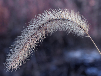 Stuff with snow on it, part 1.