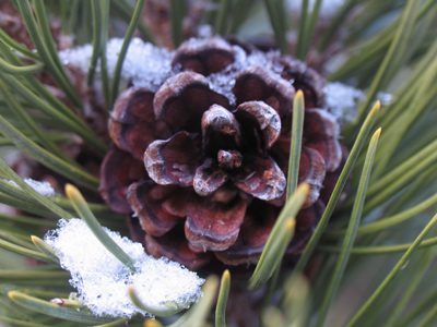 Who`s the slimiest rat in the pack? Captain Hook! Captain Hook!