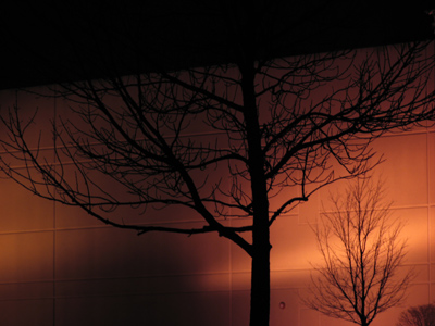 I was lost so I pulled over to ask directions from a tree.