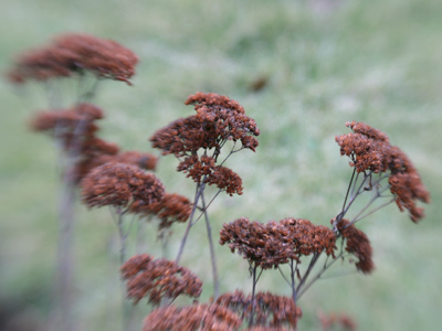 Abandoned by the fickle bees.