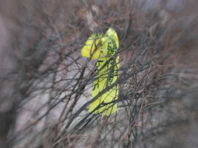 Hanging around the bush.