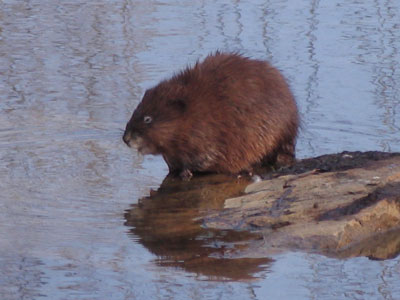 A strange case of cause and effect:  I have a camera, I need to take pictures, I see a beaver for the first time.