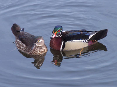 Next year`s duck stamp?