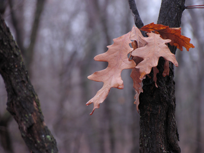 All the leaves are brown and the sky is gray.  I went for a walk on a winter`s day. JOHN PHILLIPS