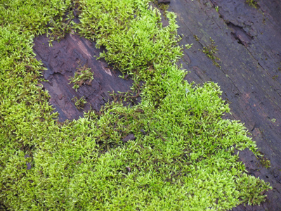 All the moss is green and the logs are wet.