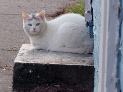 They can always tell when a cat-hater is approaching.