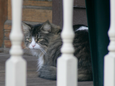 Fluffy does hard time behind bars.
