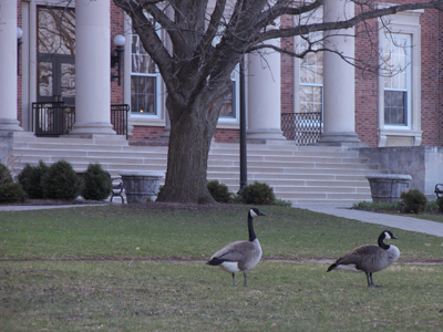 College geese.