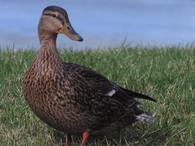 The swimming pool of my youth now has trees growing out of it.