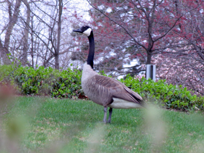 Bananas have appeal.