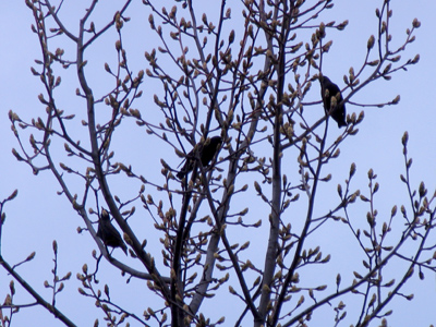 It`s that brief and beautiful time when the trees bloom.