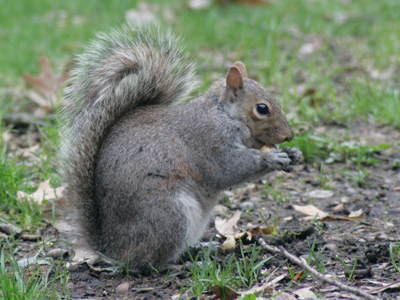Photosynthesis up close.