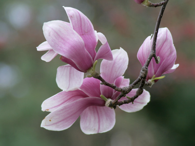 The windows of St. Mary`s (not as successful as The Bells of St. Mary`s).