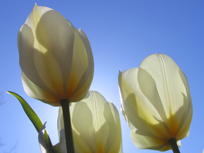 I was planning to attend a lecture on climate change . . . 