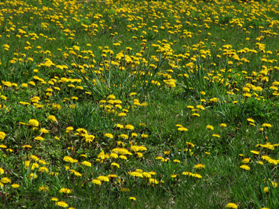 Don`t fall asleep on the grass in early spring, or you might wake up and find yourself perforated.