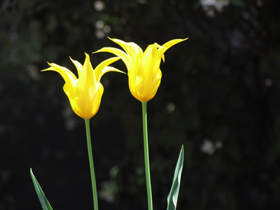 One of my favorite trees on campus, destroyed by unknown forces.