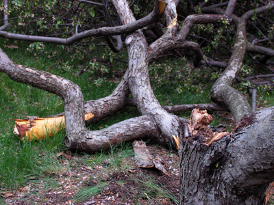 Someone decided he needed fingernail polish and eyeshadow (see July 20, 2006).