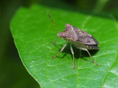 `This is my leaf.  Get your own.`
