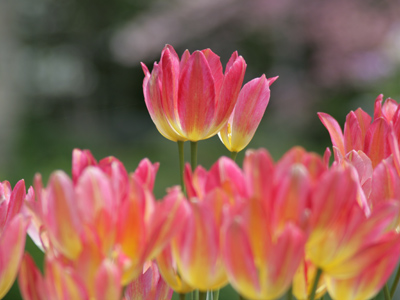 Aspire to greater heights.