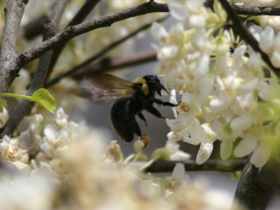 There`s noplace he`d rather bee.