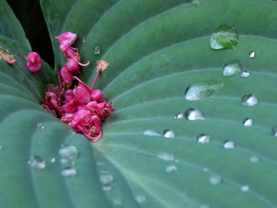 There are pink tree blossoms littered everywhere.