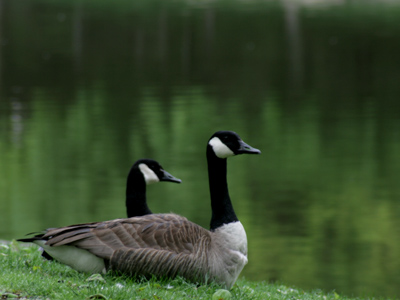 They don`t mind the rain.