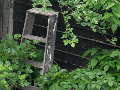 I have no desire to climb any corporate ladders.