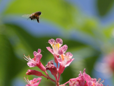 Live long and pollenate, endangered honeybee.