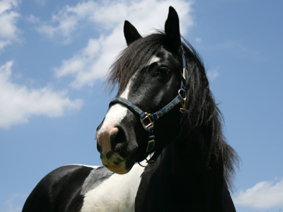 A very friendly horse:  it even shared its flies with me.