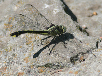 They got their name because, in ancient times, they used to fly around the heads of dragons.