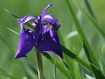Among the leaves of grass.